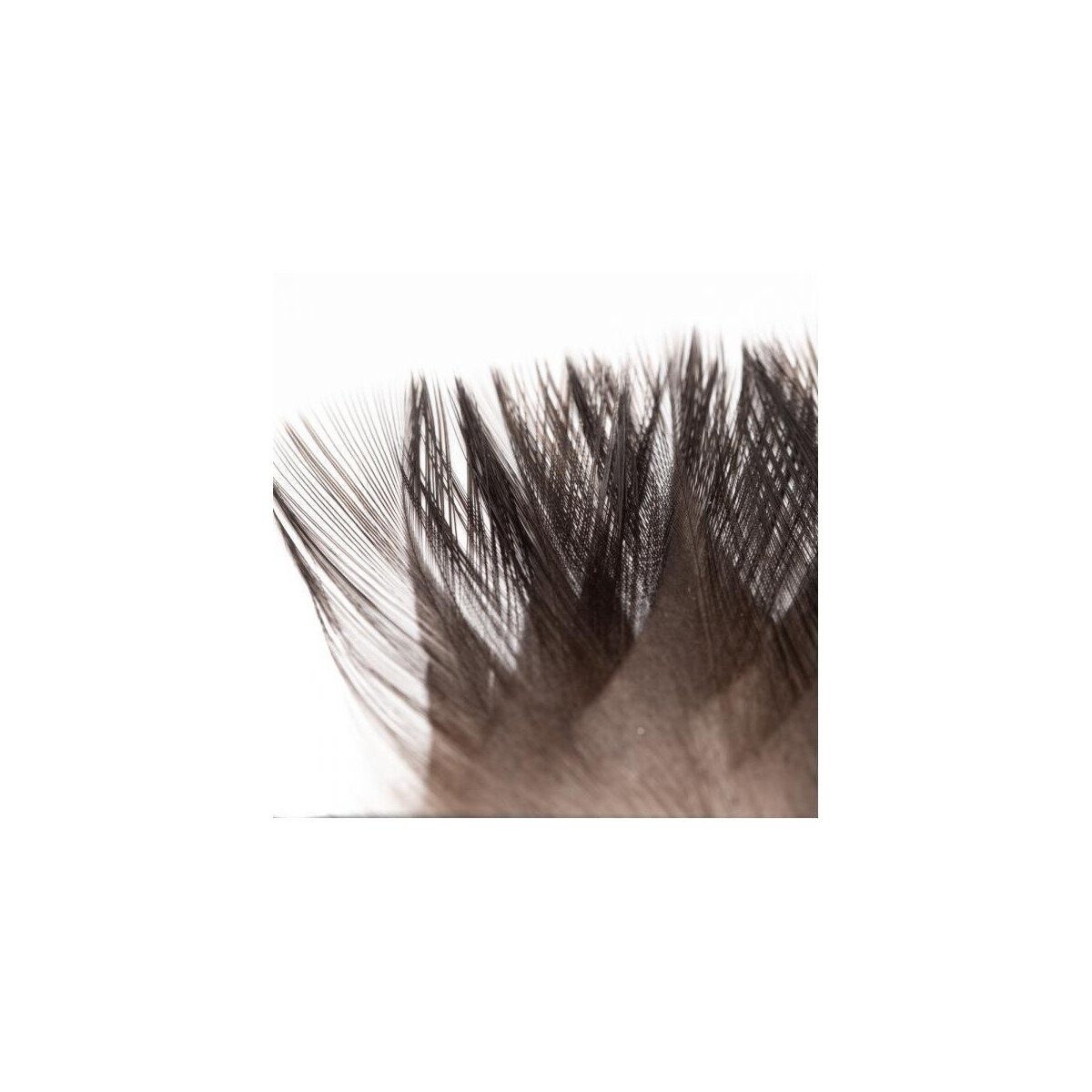 HENDS Coq de Leon - black natural
